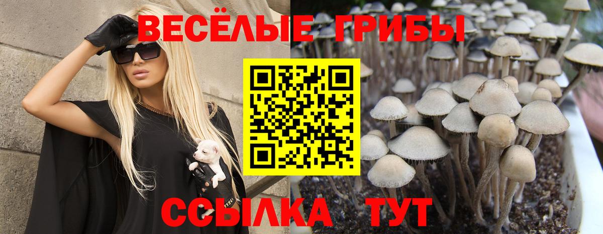 Псилоцибиновые грибы прущие грибы  где найти наркотики  Галлюциногенные грибы мицелий  Ставрополь  Вход с VPN 